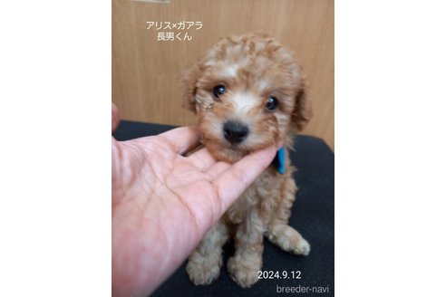 成約済の大阪府のタイニープードル-327026の5枚目