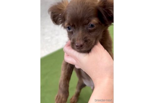 成約済の福岡県のミックス犬-327496の3枚目