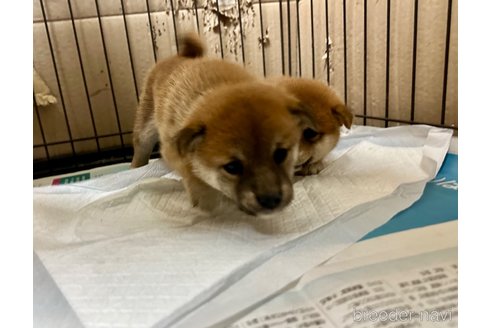 成約済の熊本県の豆柴-334267の4枚目