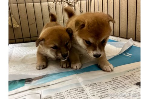 成約済の熊本県の豆柴-334266の5枚目