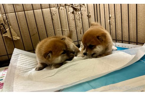 成約済の熊本県の豆柴-334266の4枚目