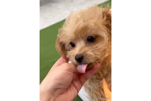 成約済の福岡県のミックス犬-337335の3枚目