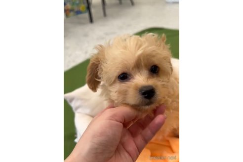 成約済の福岡県のミックス犬-337335の4枚目