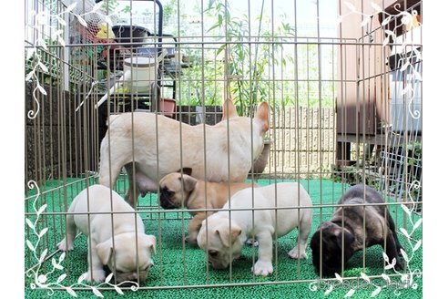 成約済の神奈川県のフレンチブルドッグ-332391の2枚目