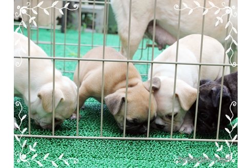 成約済の神奈川県のフレンチブルドッグ-332392の2枚目