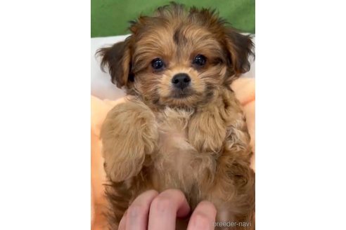 成約済の福岡県のミックス犬-326846の3枚目