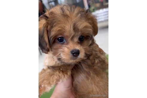 成約済の福岡県のミックス犬-326846の4枚目