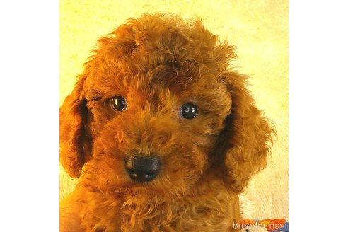 成約済の茨城県のトイプードル-331627の4枚目