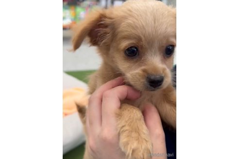 成約済の福岡県のミックス犬-337351の2枚目