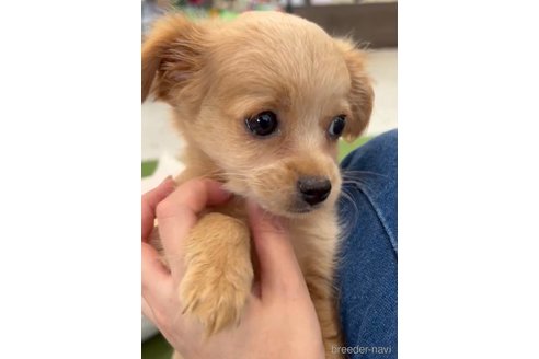成約済の福岡県のミックス犬-337351の3枚目