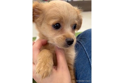 成約済の福岡県のミックス犬-337351の4枚目