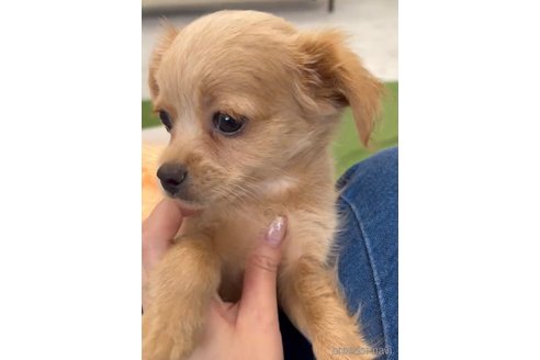 成約済の福岡県のミックス犬-337351の5枚目
