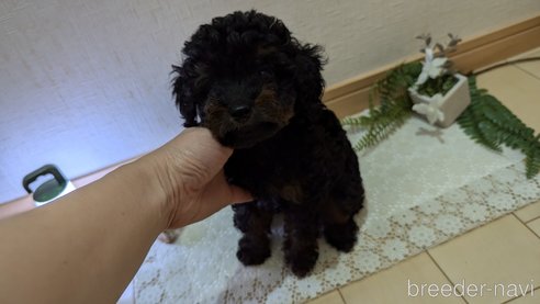 成約済の広島県のタイニープードル-325919の12枚目