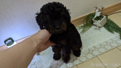 成約済の広島県のタイニープードル-325919の13枚目