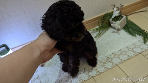 成約済の広島県のタイニープードル-325919の10枚目
