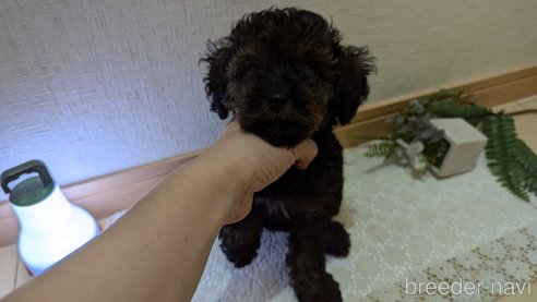 成約済の広島県のタイニープードル-325921の29枚目