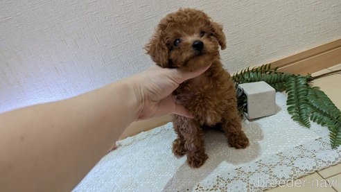 成約済の広島県のタイニープードル-325925の89枚目