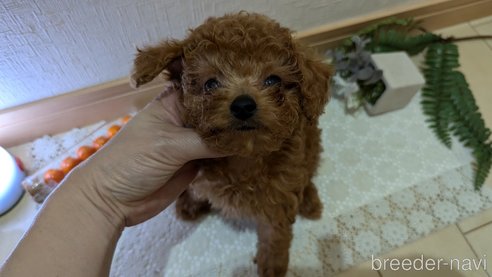 成約済の広島県のタイニープードル-325925の84枚目