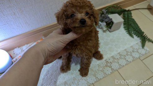 成約済の広島県のタイニープードル-325925の82枚目