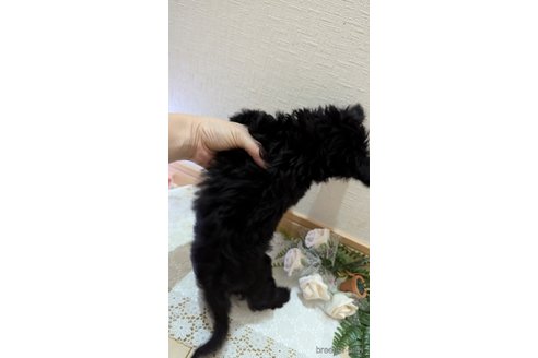 成約済の広島県のチワプー:チワワ×トイプードル-326581の65枚目