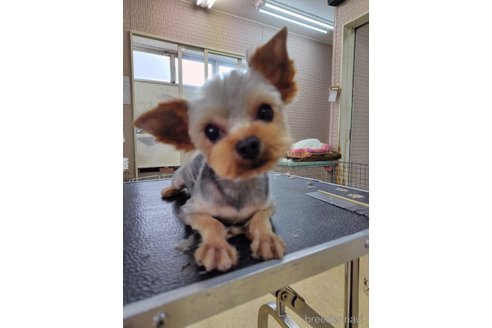 かえでちゃん1枚目