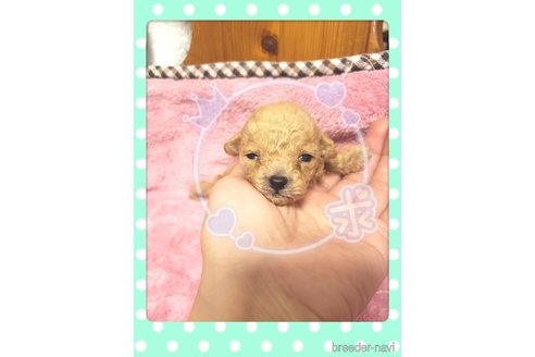 成約済の大阪府のタイニープードル-337375の9枚目
