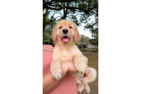 成約済の岐阜県のミックス犬-337396の5枚目