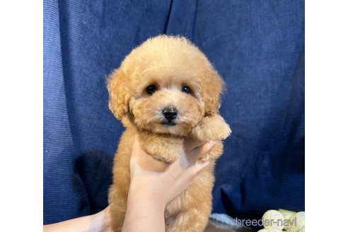 成約済の茨城県のトイプードル-337415の2枚目