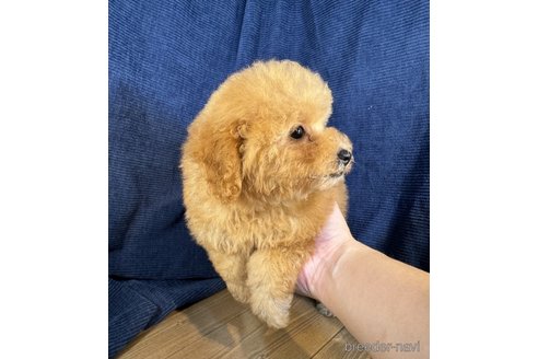 成約済の茨城県のトイプードル-337415の3枚目