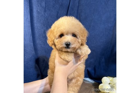 成約済の茨城県のトイプードル-337415の4枚目