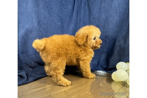 成約済の茨城県のトイプードル-337416の3枚目