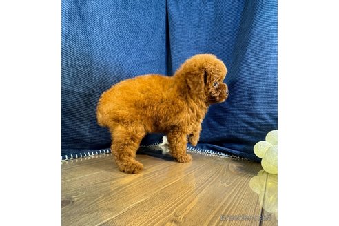 成約済の茨城県のトイプードル-337422の3枚目