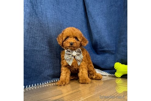 成約済の茨城県のトイプードル-337424の3枚目