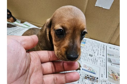 成約済の愛知県のミニチュアダックスフンド(スムースヘアード)-337428の4枚目