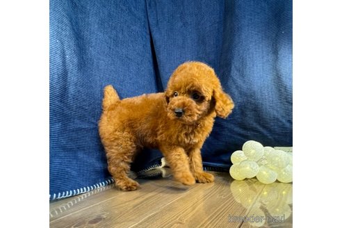 成約済の茨城県のトイプードル-337436の5枚目