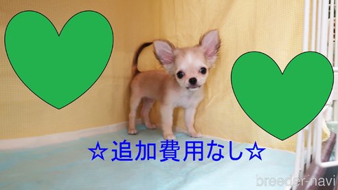 成約済の東京都のチワワ(ロングコート)-325218の1枚目