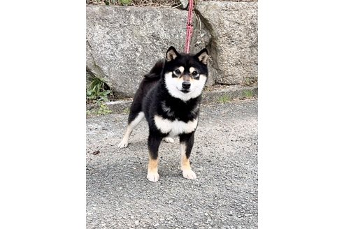 あらたくん1枚目