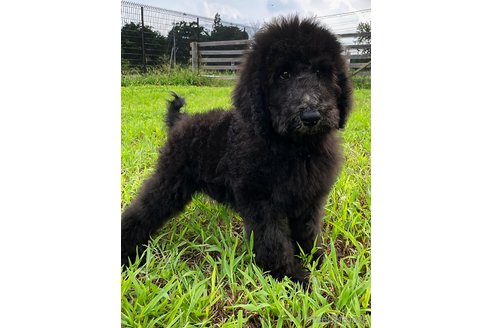成約済の群馬県のスタンダードプードル-337457の2枚目