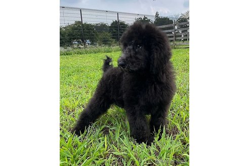 成約済の群馬県のスタンダードプードル-337457の4枚目