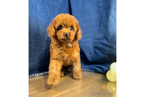 成約済の茨城県のトイプードル-337460の5枚目