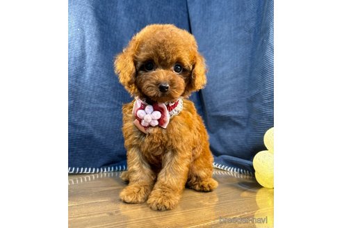 成約済の茨城県のトイプードル-337460の1枚目