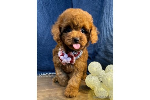 成約済の茨城県のトイプードル-337460の2枚目