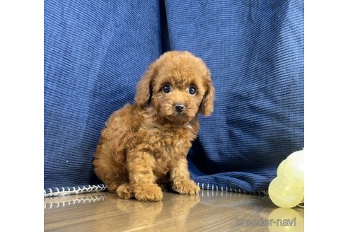 成約済の茨城県のトイプードル-337460の3枚目