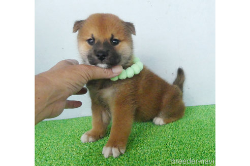 成約済の静岡県の柴犬-337482の5枚目