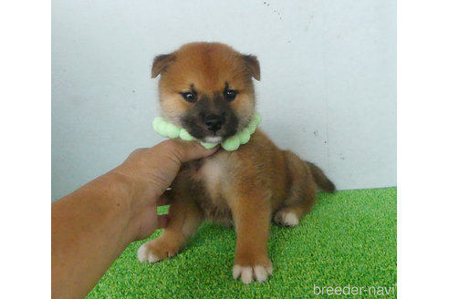 成約済の静岡県の柴犬-337482の3枚目