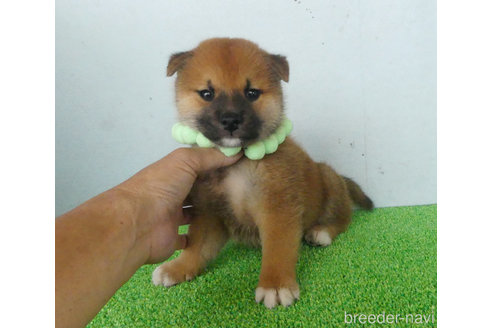 成約済の静岡県の柴犬-337482の2枚目