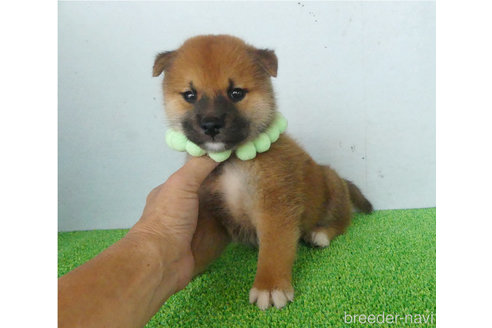 成約済の静岡県の柴犬-337482の1枚目