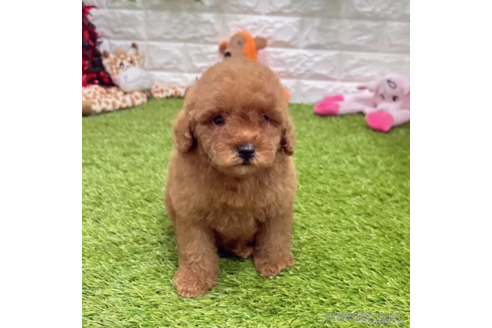 成約済の愛知県のトイプードル-337484の1枚目