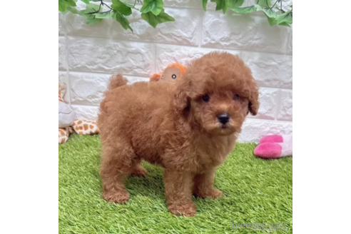 成約済の愛知県のトイプードル-337484の2枚目