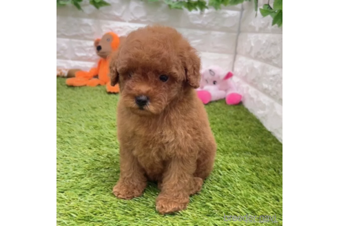 成約済の愛知県のトイプードル-337484の3枚目